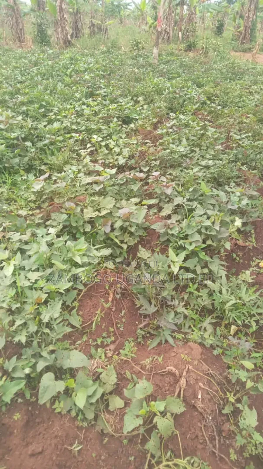 Plots For Sale 25x50 4m In Mukono District