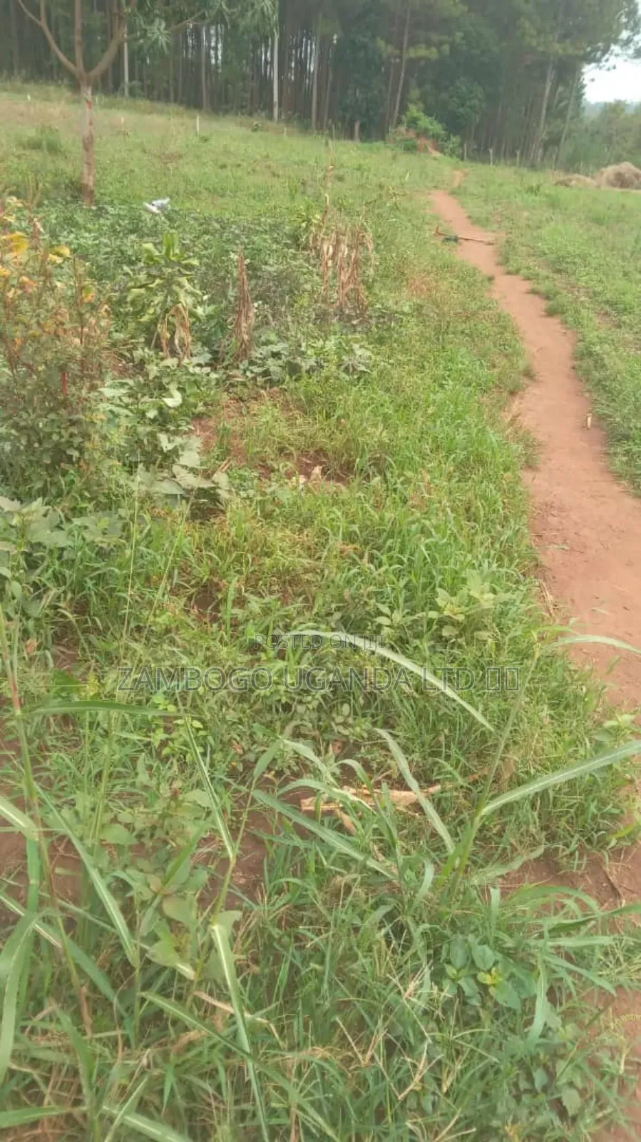 Plots For Sale 25x50 4m In Mukono District