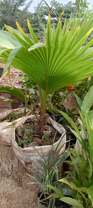 Fiji Fan Palm