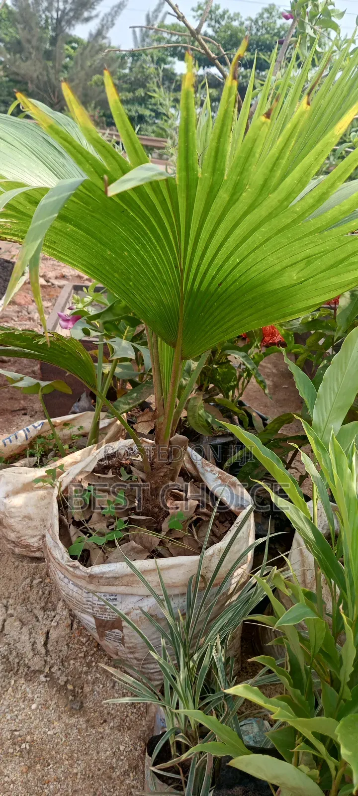 Fiji Fan Palm