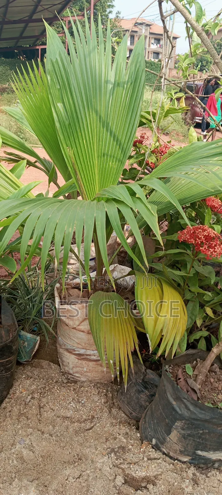 Fiji Fan Palm