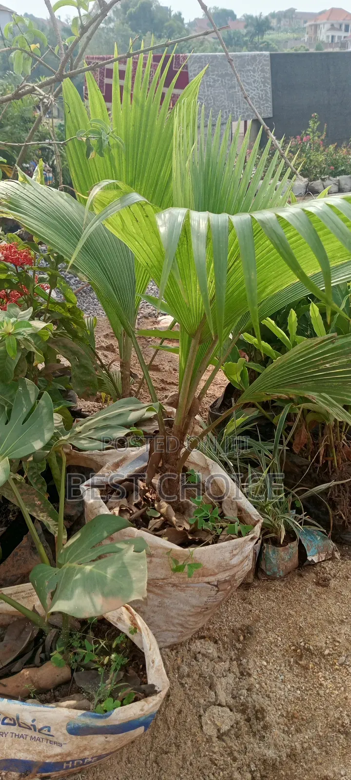 Fiji Fan Palm