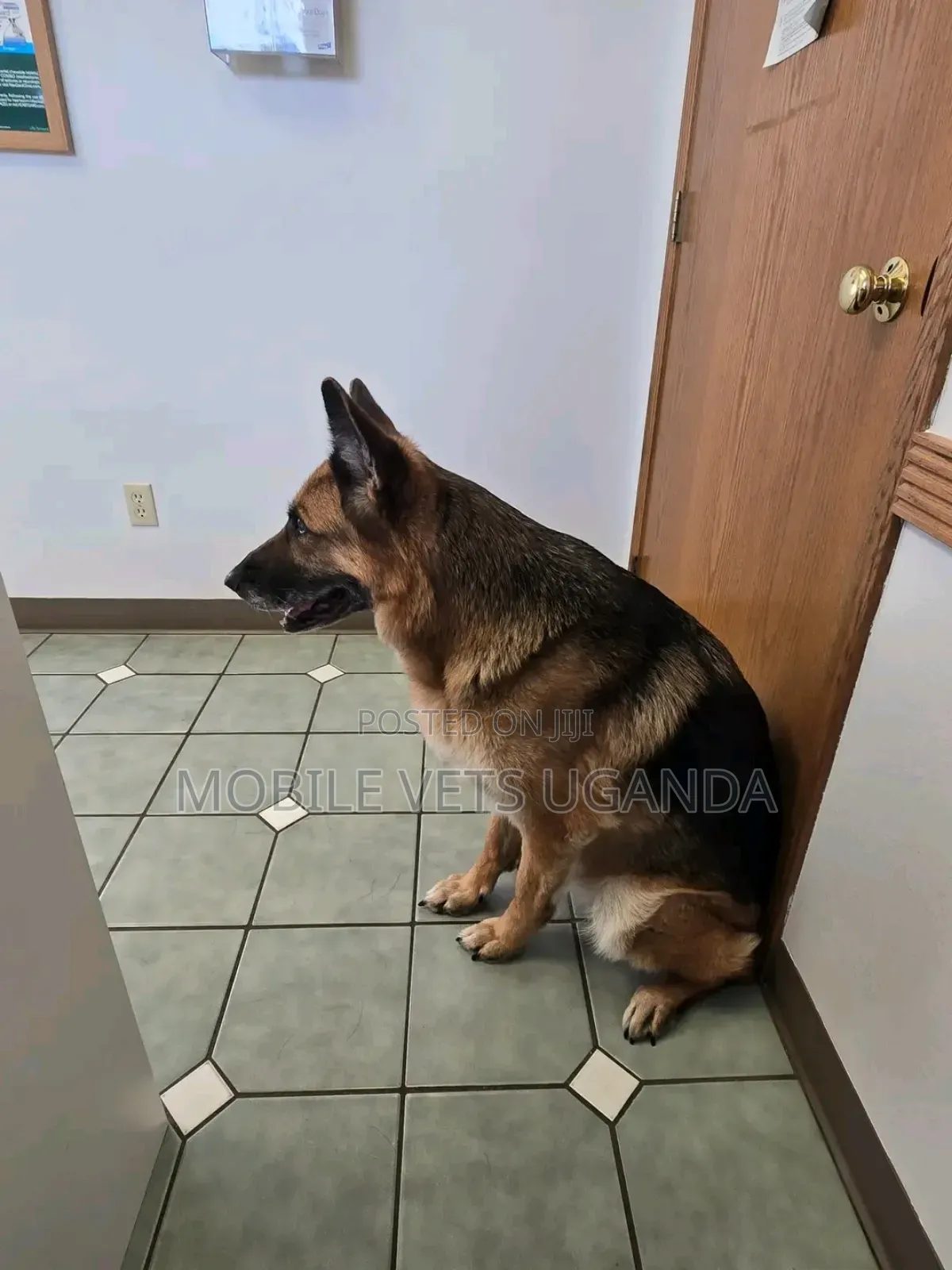 6-12 months Male Purebred German Shepherd