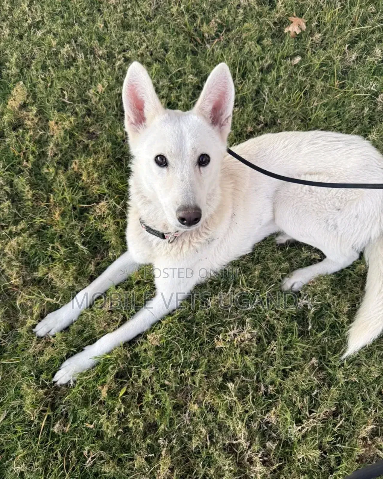 6-12 months Male Purebred German Shepherd