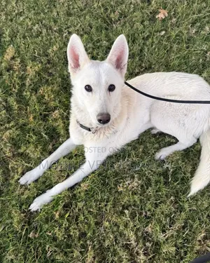 6-12 months Male Purebred German Shepherd