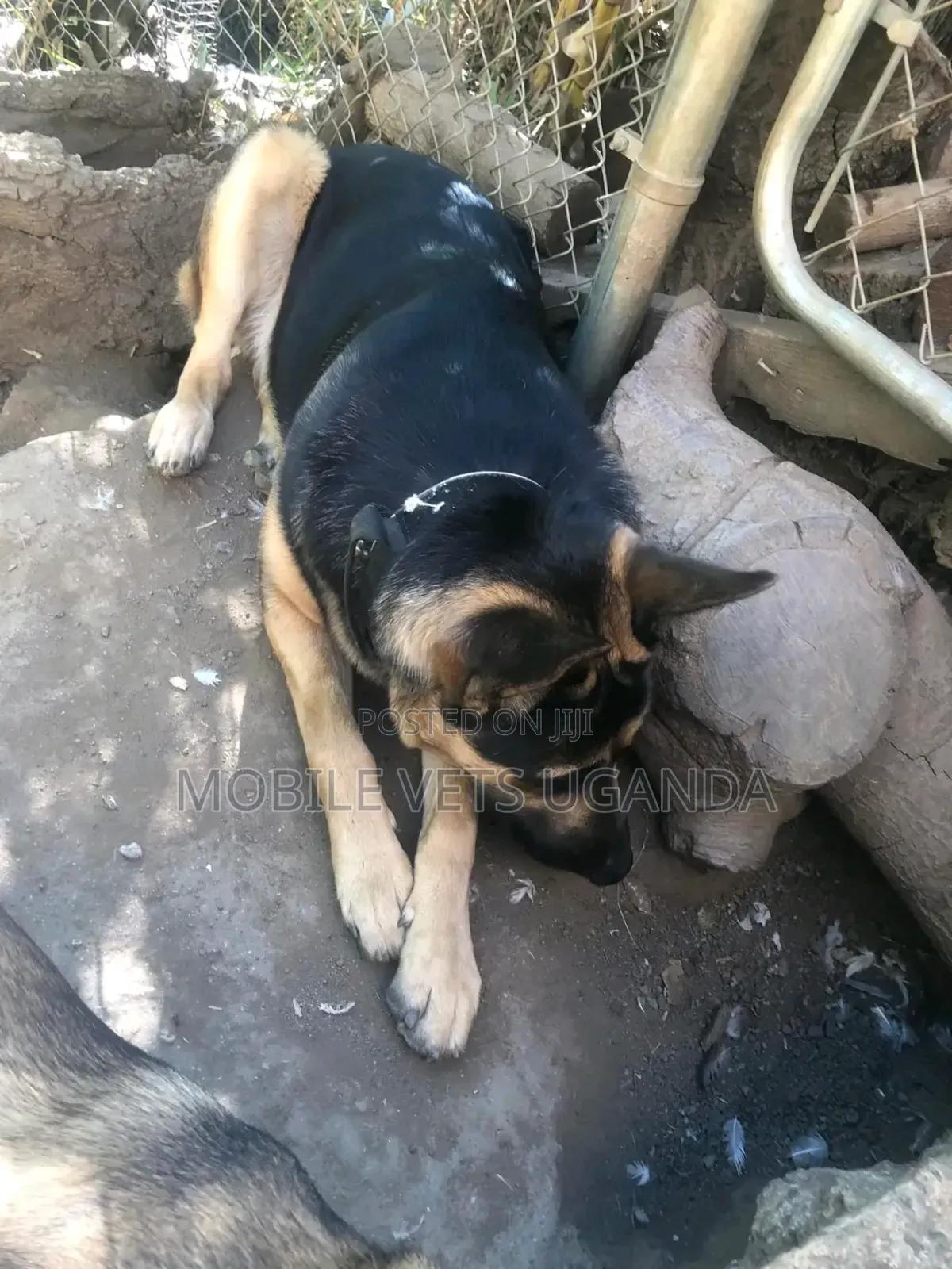 6-12 months Female Purebred German Shepherd