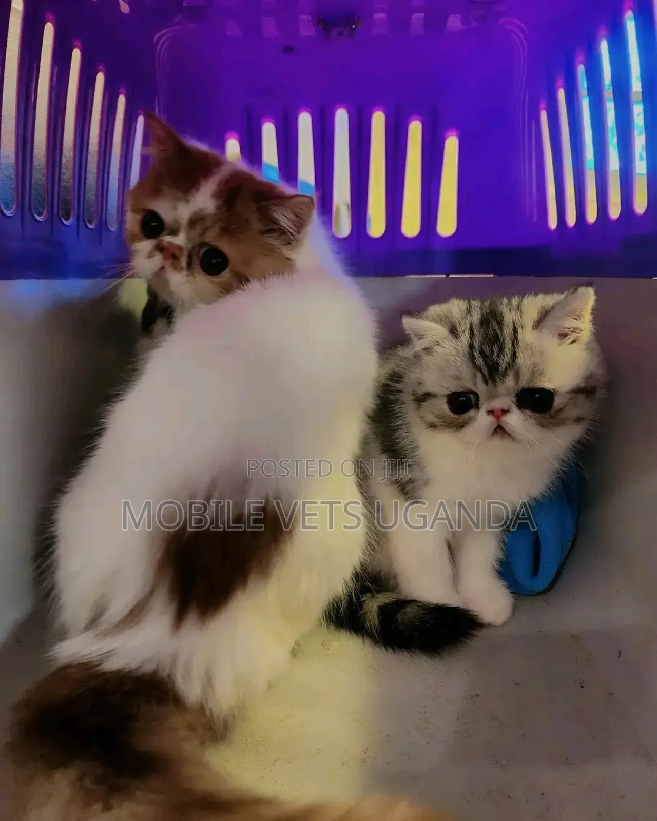 1-3 months Male Purebred Persian