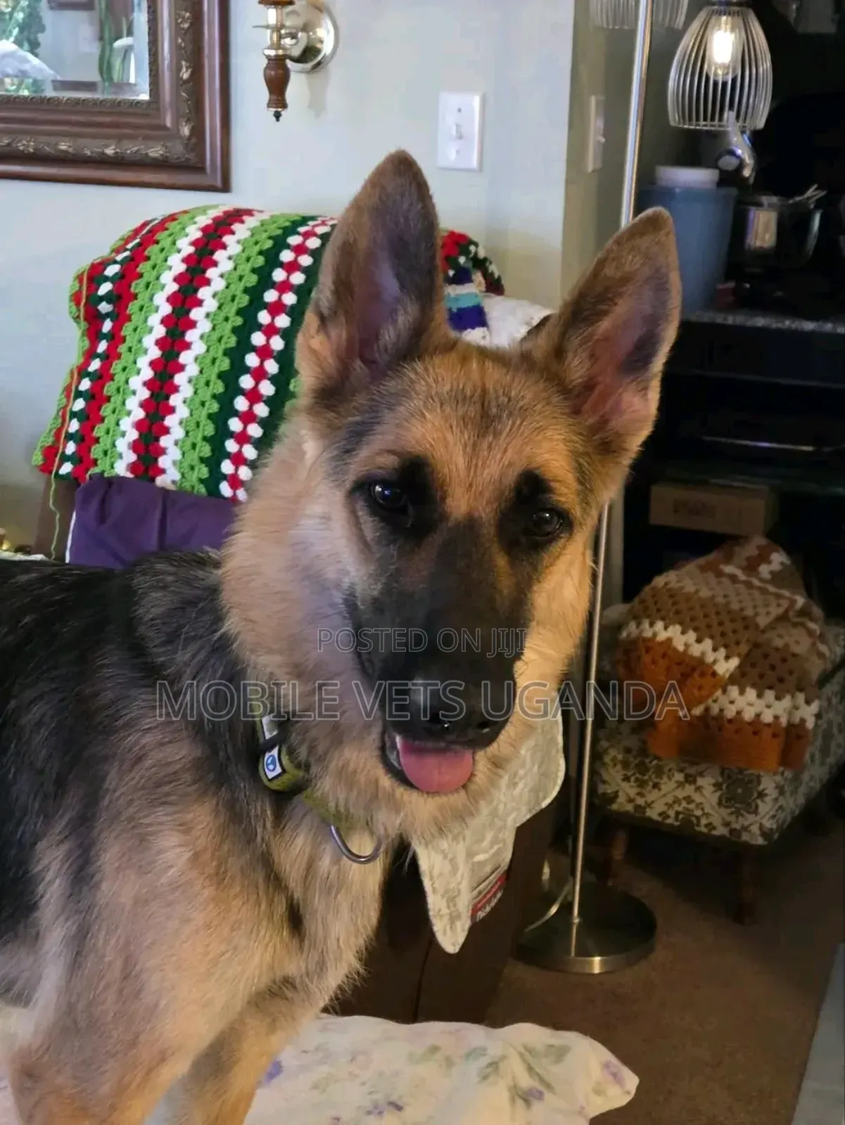 6-12 months Female Purebred German Shepherd