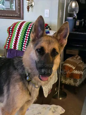 6-12 months Female Purebred German Shepherd