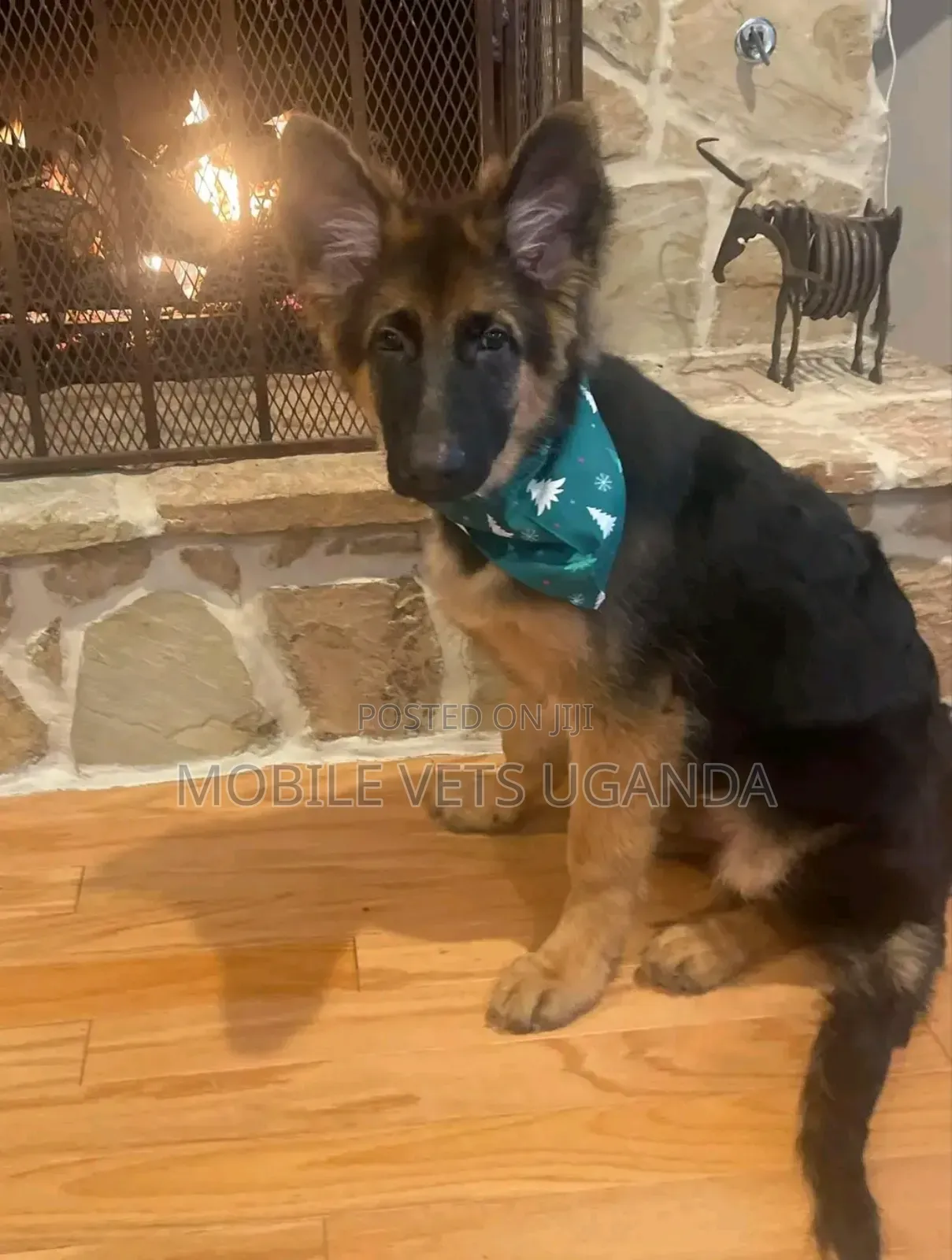 3-6 months Male Purebred German Shepherd