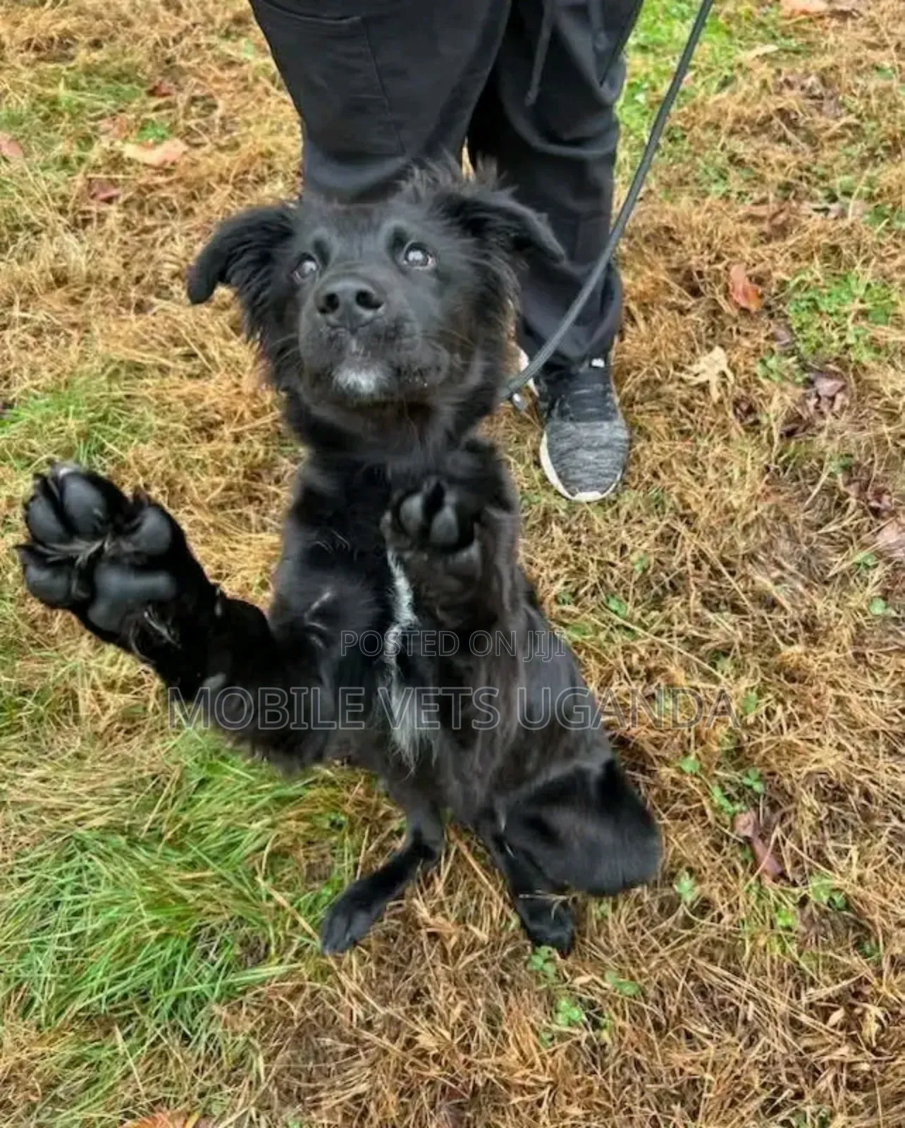 3-6 months Female Purebred German Shepherd