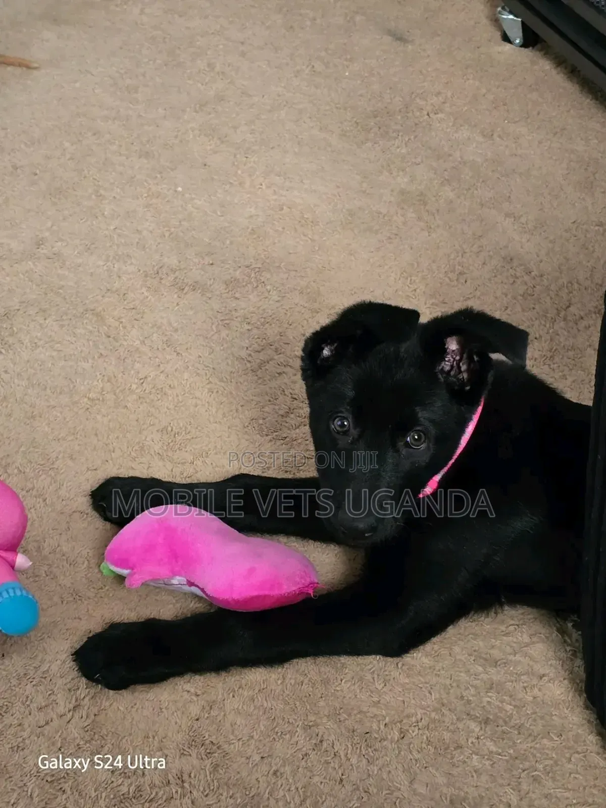 1-3 months Female Purebred German Shepherd