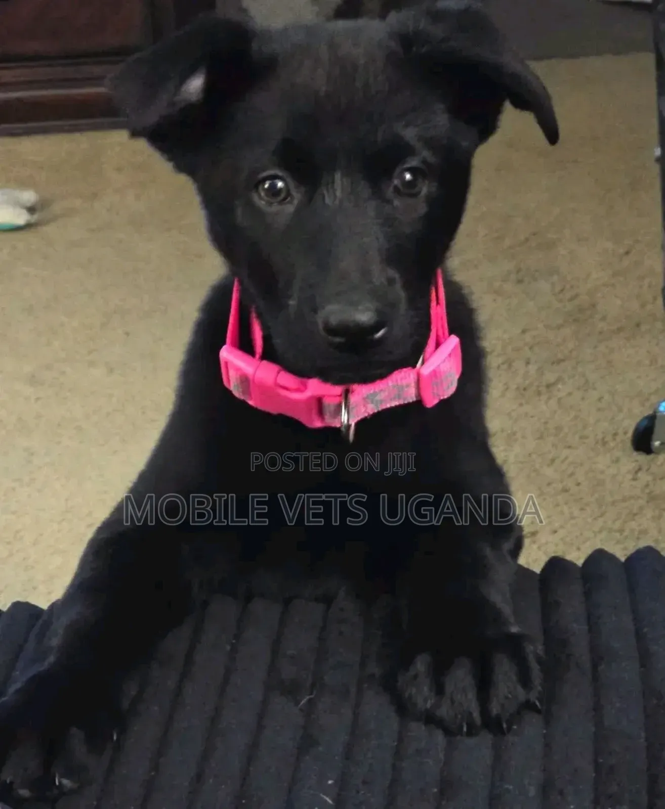 3-6 months Male Purebred German Shepherd