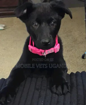 3-6 months Male Purebred German Shepherd