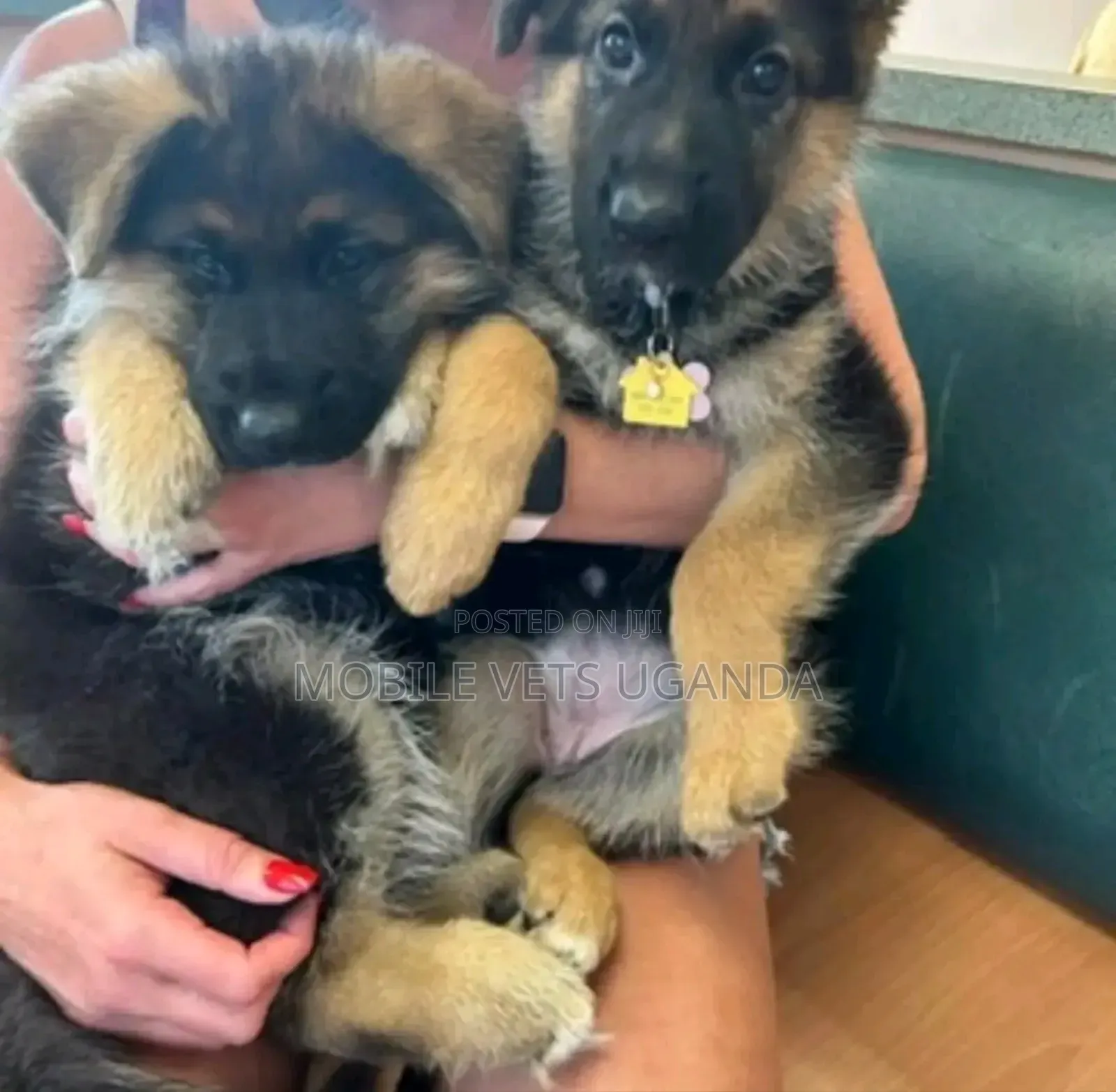 1-3 months Male Purebred German Shepherd