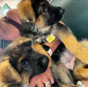 0-1 month Female Purebred German Shepherd