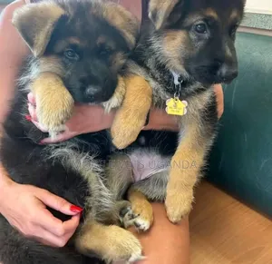 1-3 months Female Purebred German Shepherd