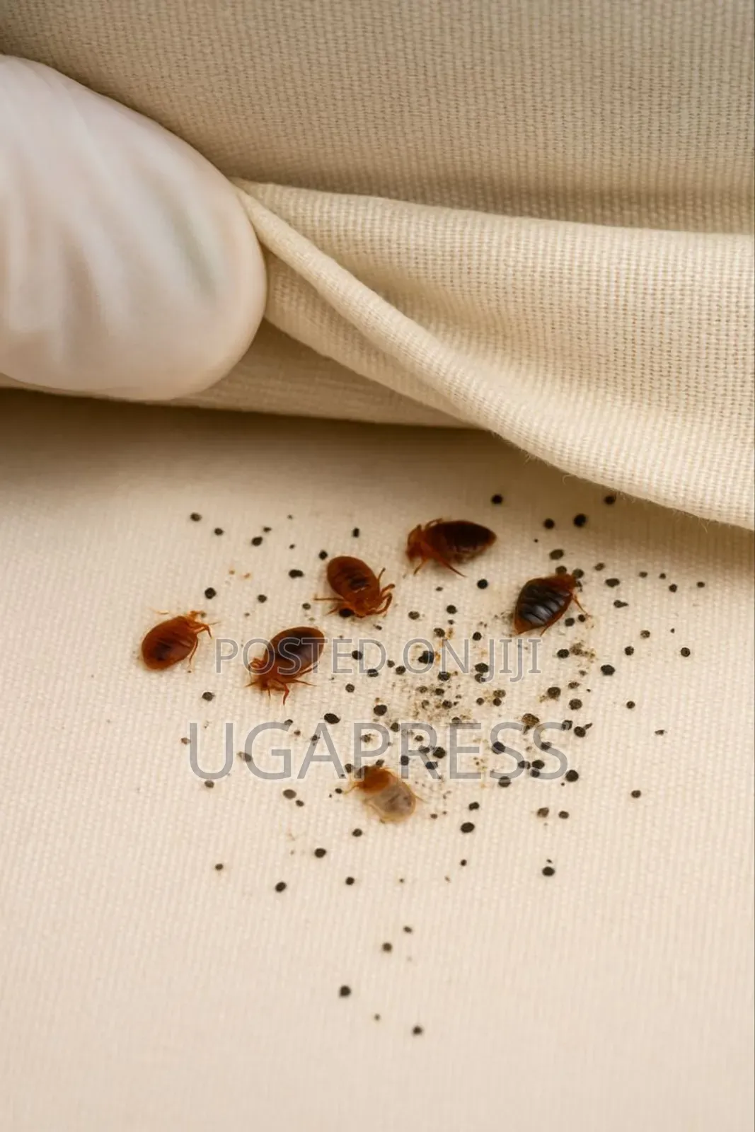 Bedbug Fumigation