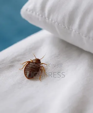 Bedbug Fumigation