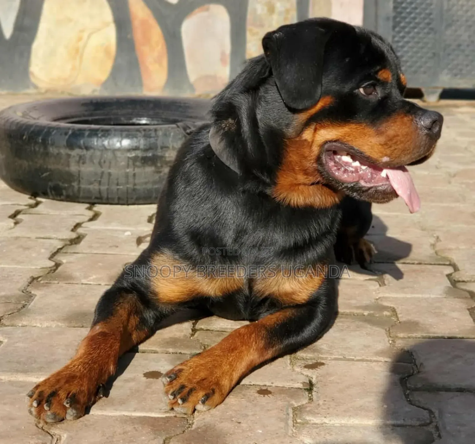 3-6 months Female Purebred Rottweiler