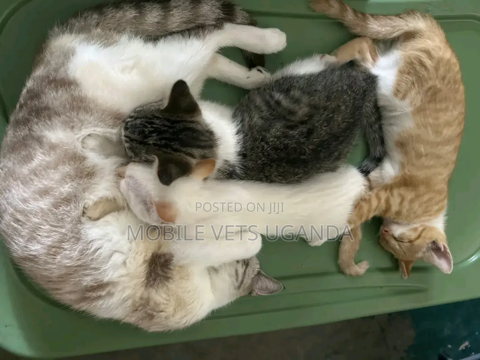 1-3 months Male Purebred British Shorthair