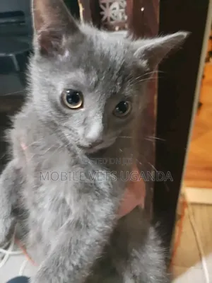 3-6 months Female Purebred American Bobtail