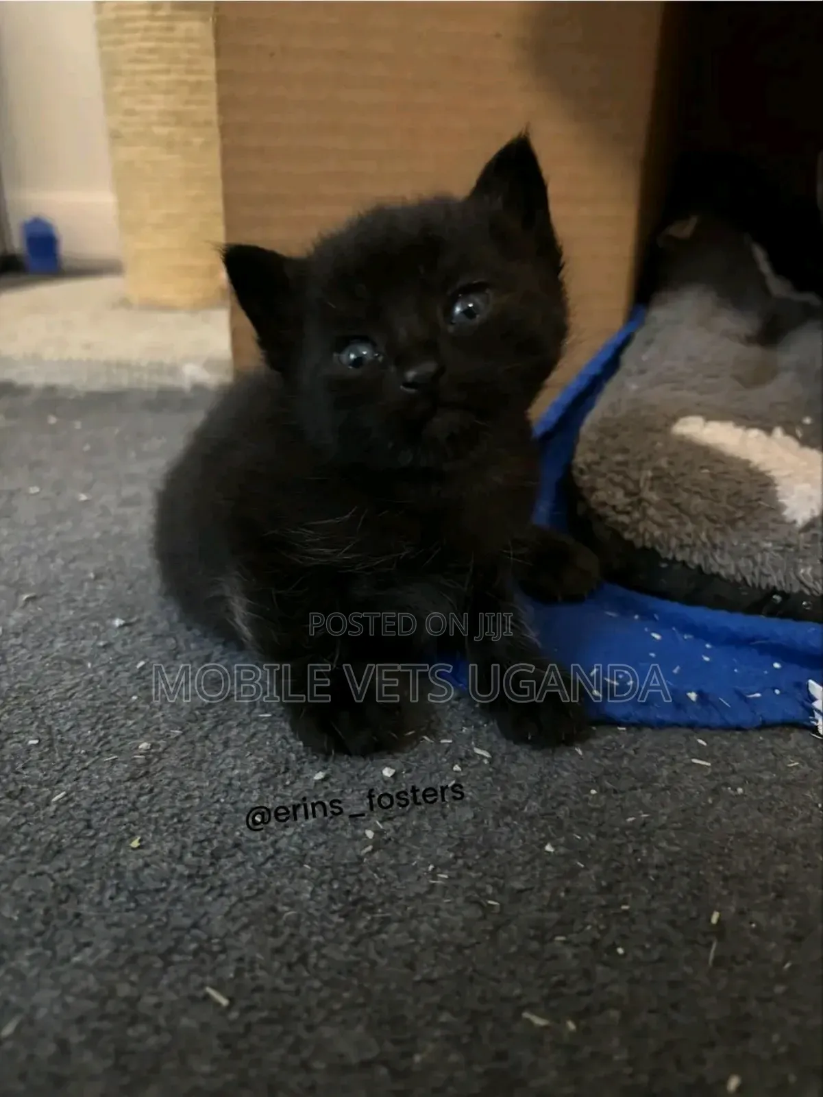3-6 months Male Purebred American Wirehair