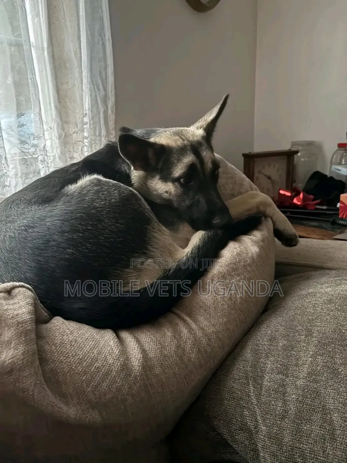 6-12 months Female Purebred German Shepherd