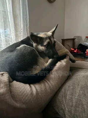 6-12 months Female Purebred German Shepherd