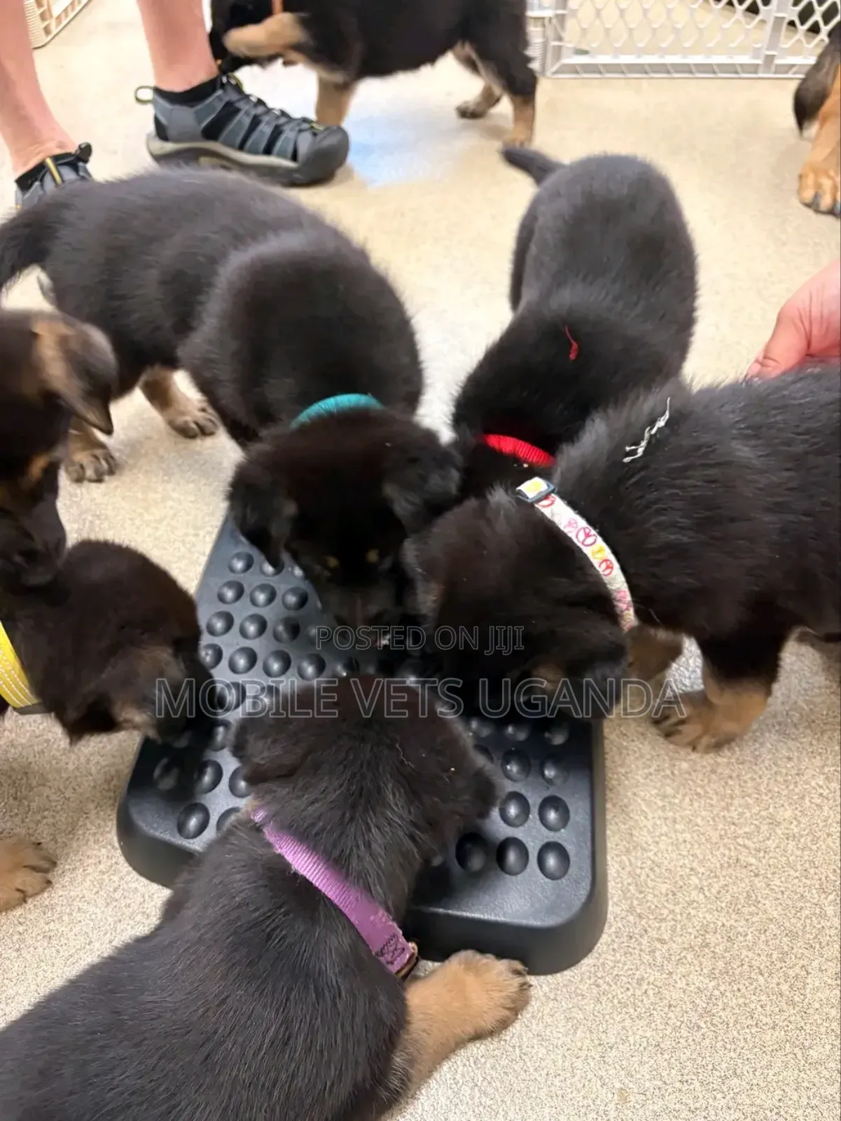 0-1 month Female Purebred German Shepherd