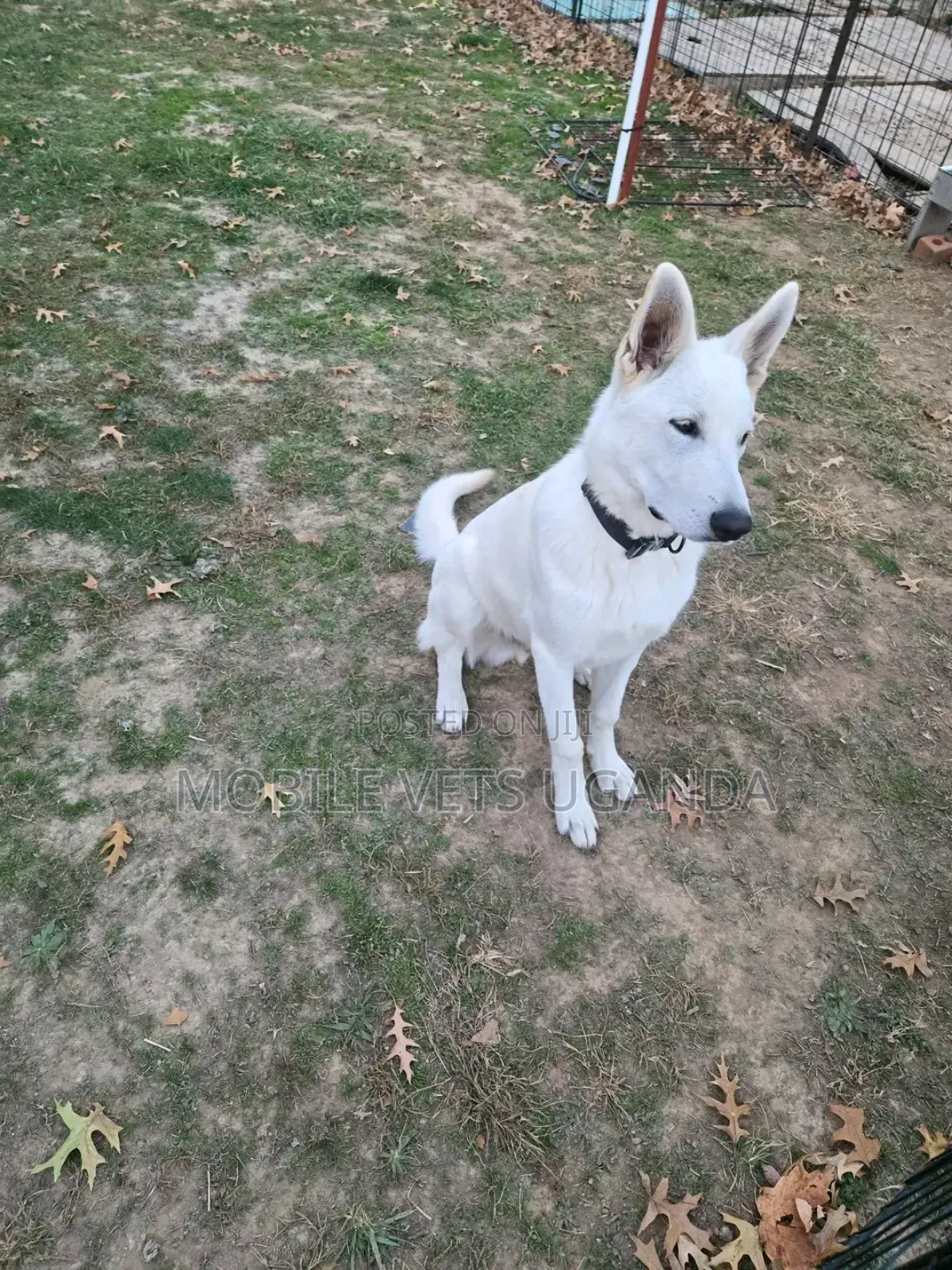 6-12 months Female Purebred German Shepherd