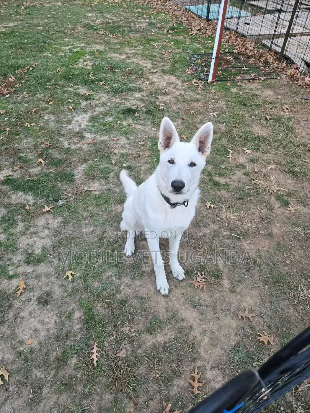 3-6 months Female Purebred German Shepherd
