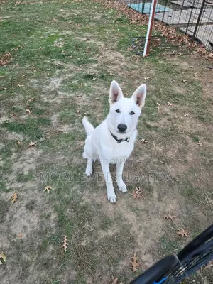 3-6 months Female Purebred German Shepherd