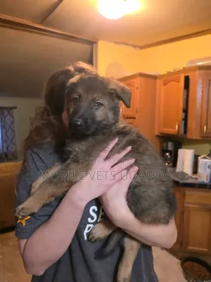 1-3 months Male Purebred German Shepherd