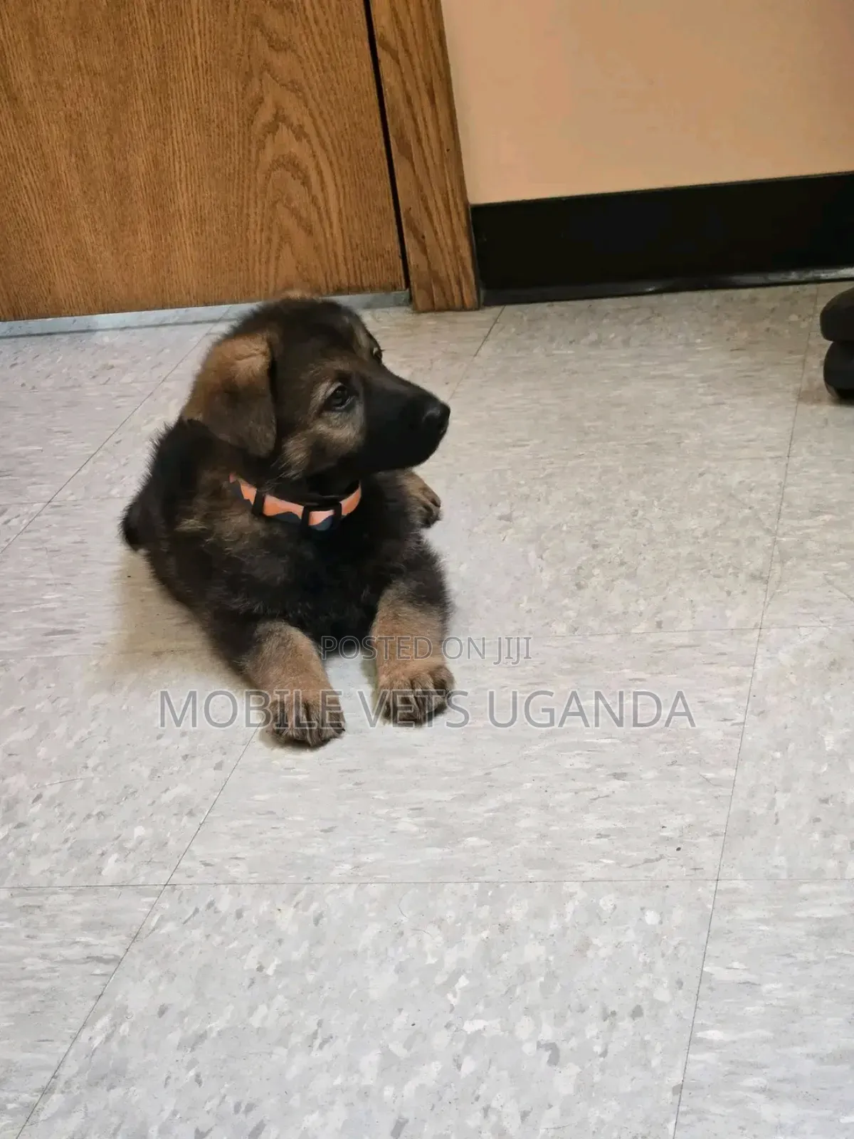 0-1 month Female Purebred German Shepherd