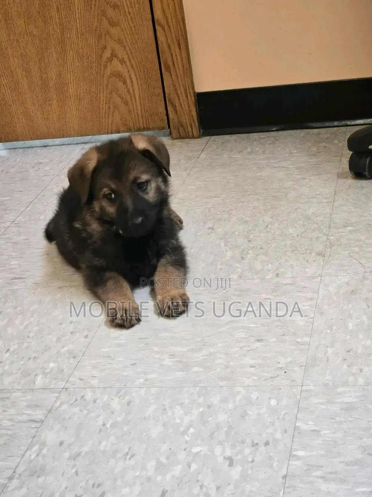 0-1 month Female Purebred German Shepherd