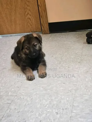 0-1 month Female Purebred German Shepherd
