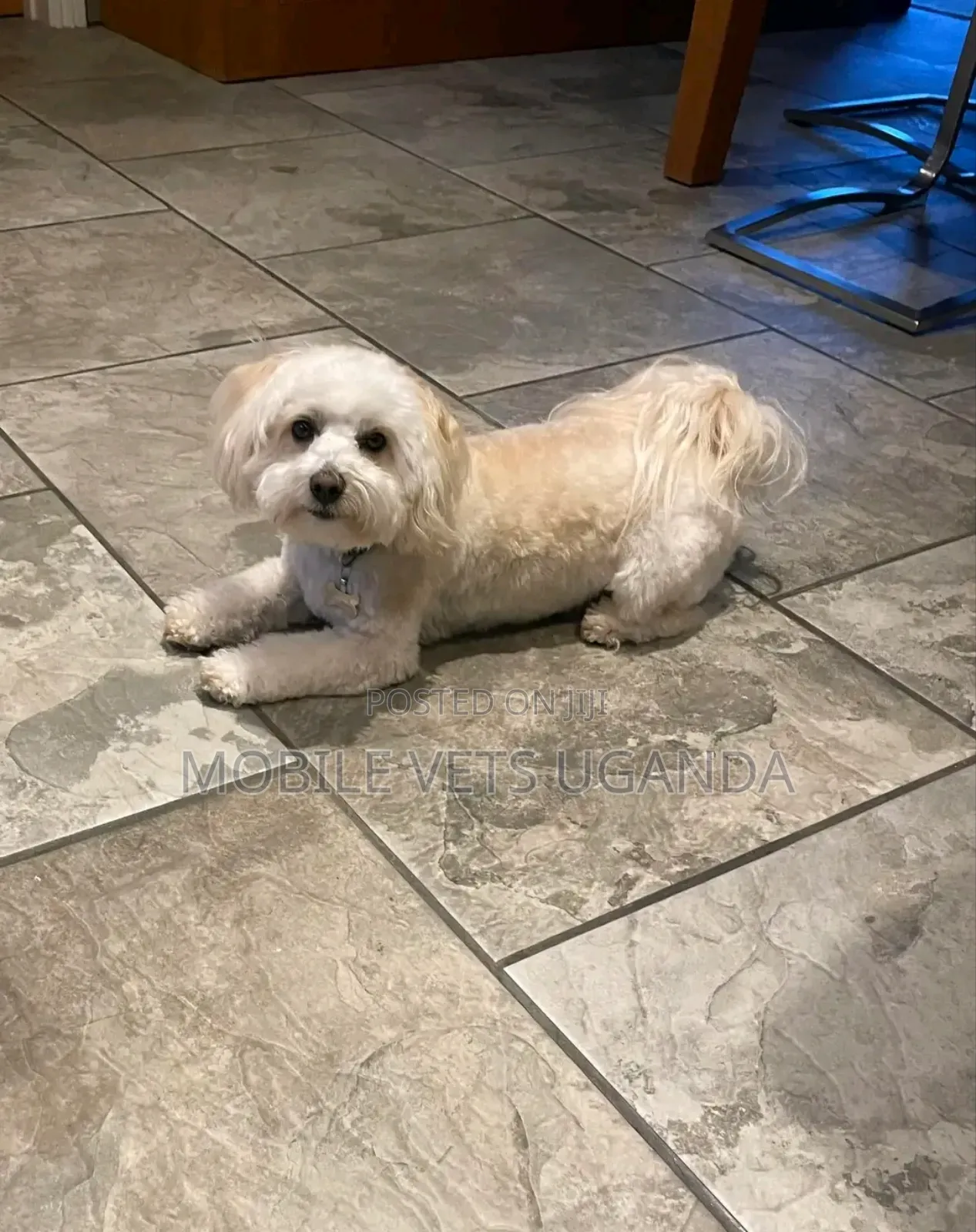 6-12 months Female Purebred Maltese