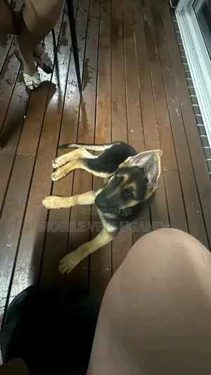 3-6 months Male Purebred German Shepherd