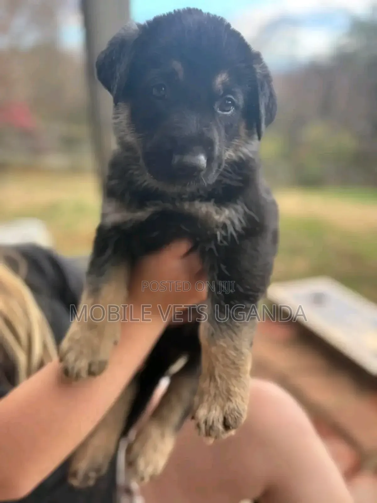 1-3 months Male Purebred German Shepherd