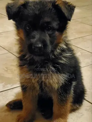 1-3 months Female Purebred German Shepherd
