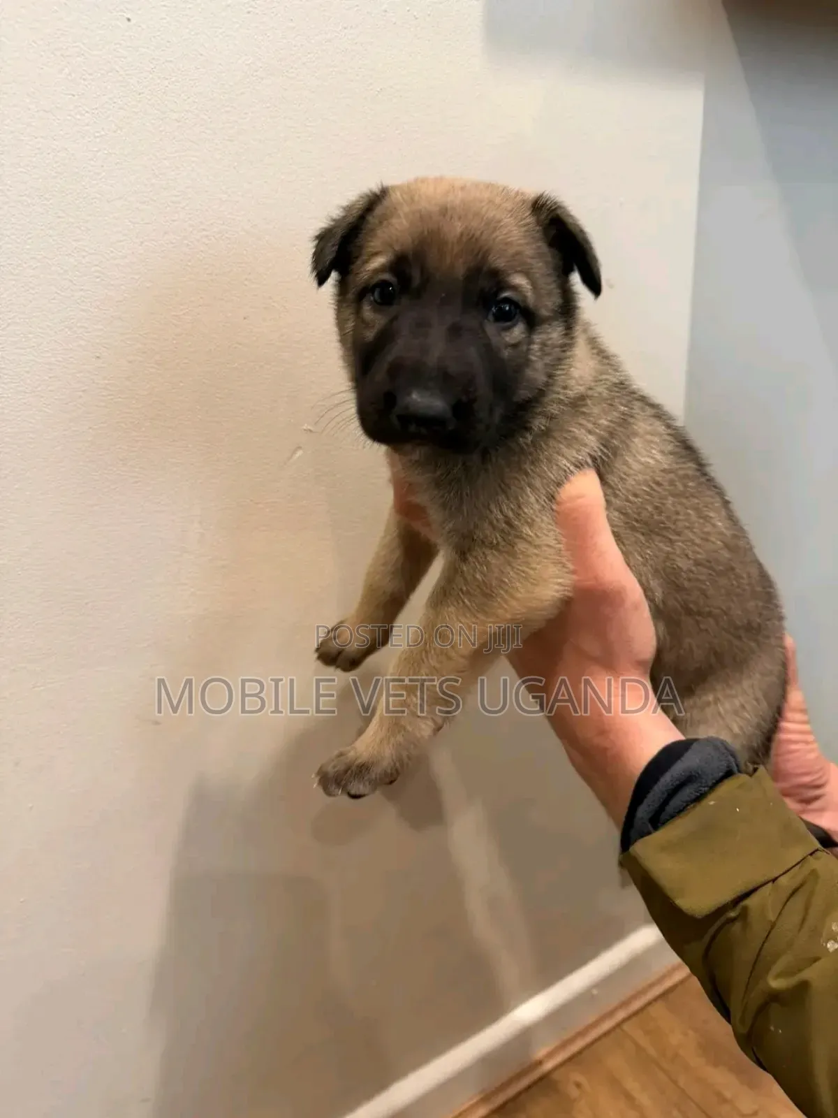 0-1 month Female Purebred German Shepherd