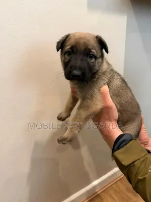 0-1 month Female Purebred German Shepherd
