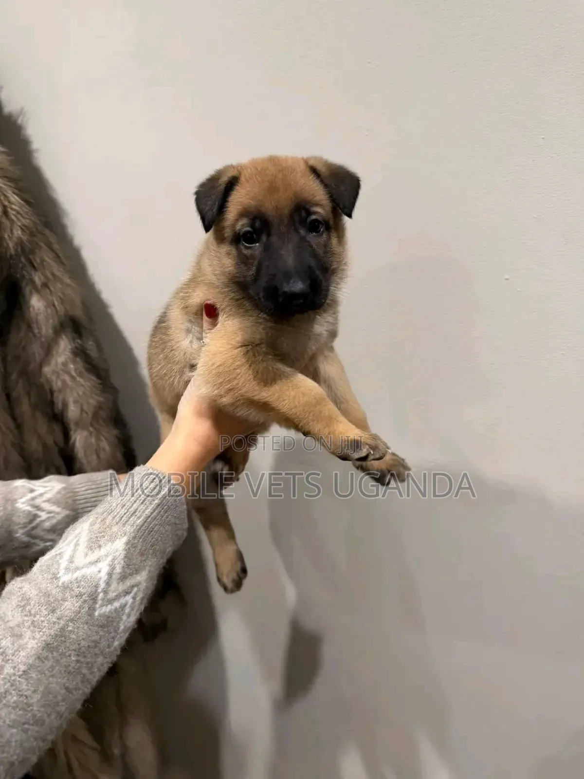3-6 months Male Purebred German Shepherd
