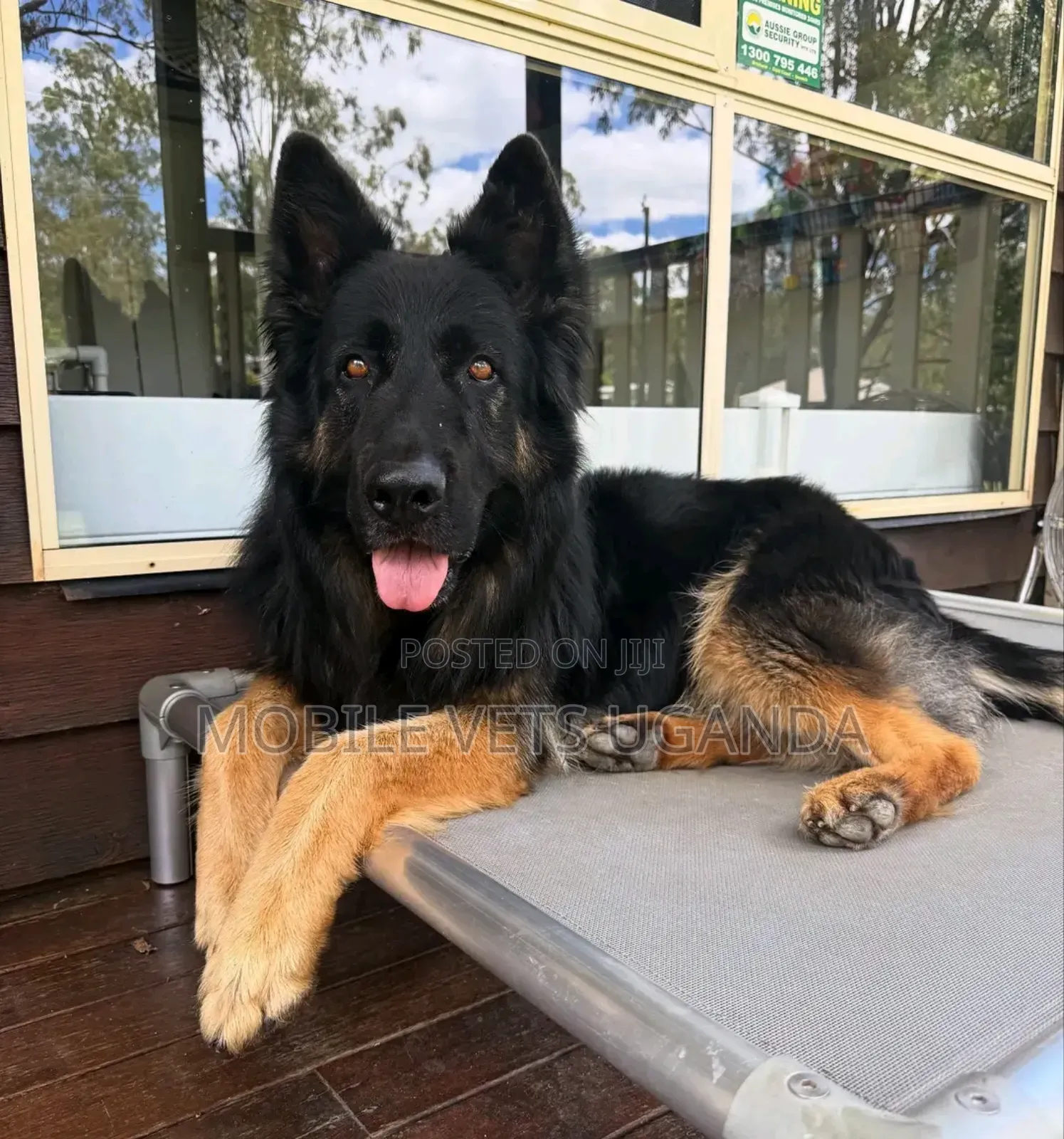 6-12 months Female Purebred German Shepherd