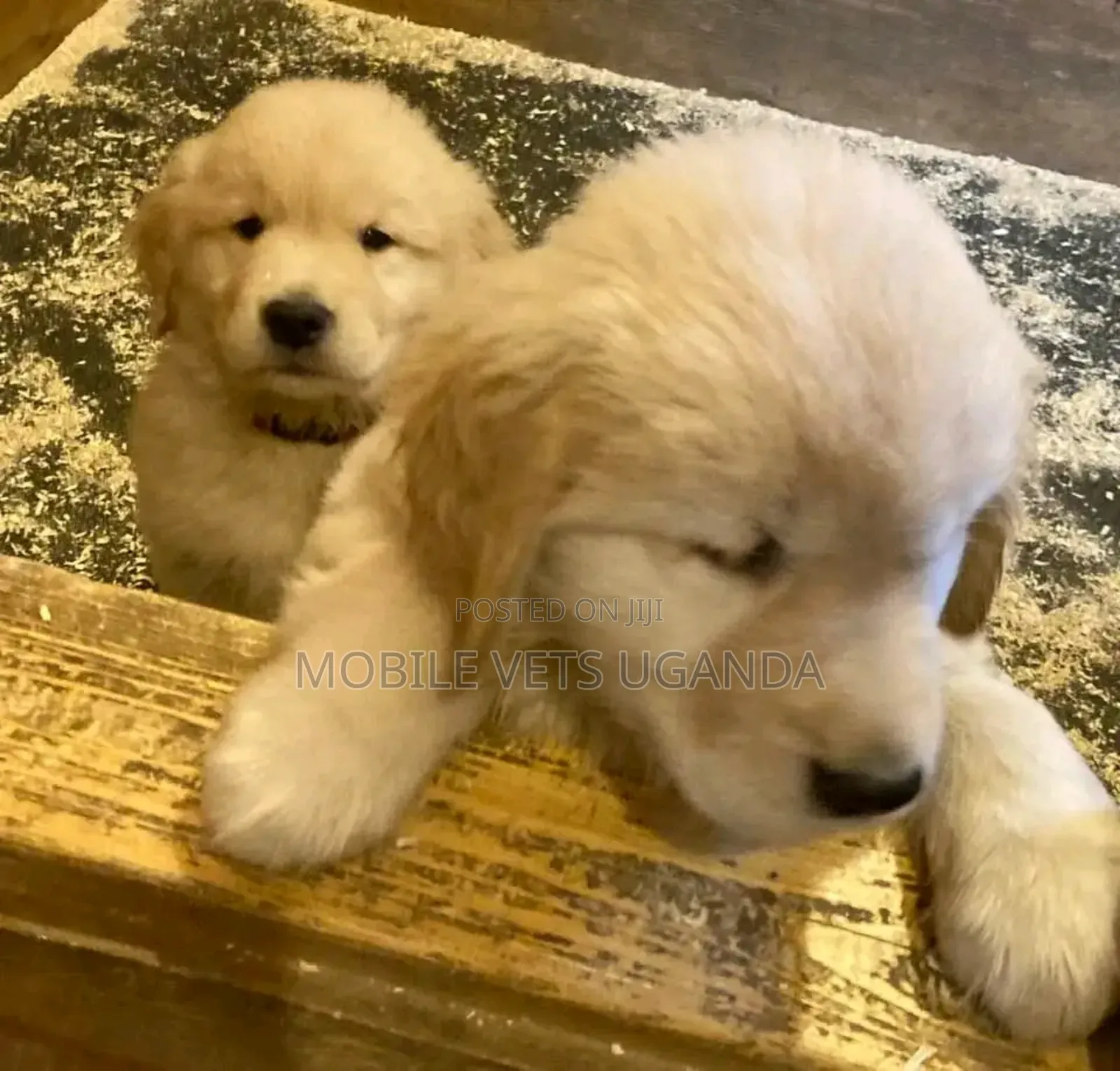 1-3 months Female Purebred Golden Retriever
