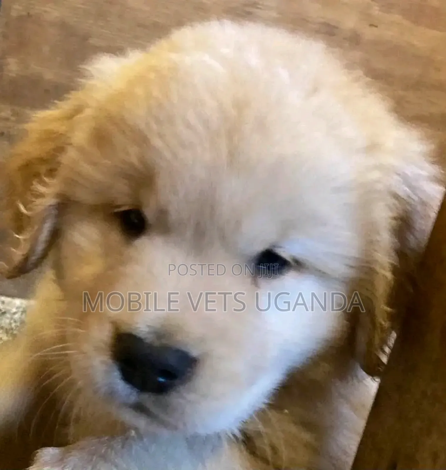 1-3 months Female Purebred Golden Retriever