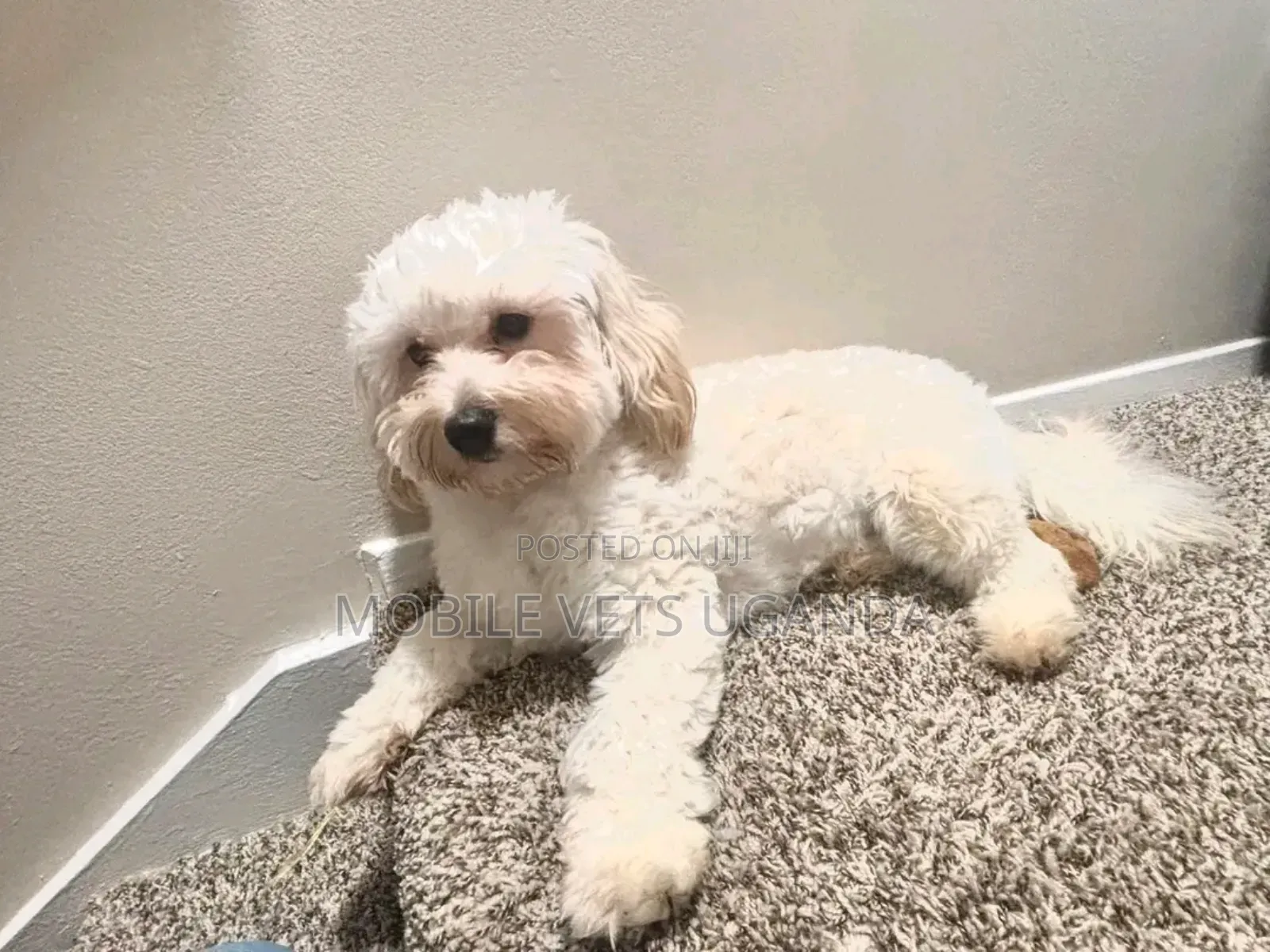 1-3 months Female Purebred Maltese