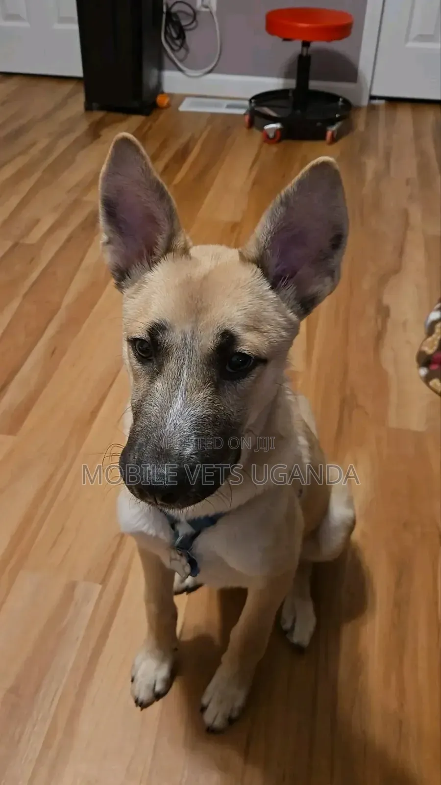 3-6 months Female Purebred German Shepherd