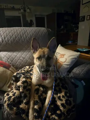 3-6 months Male Purebred German Shepherd